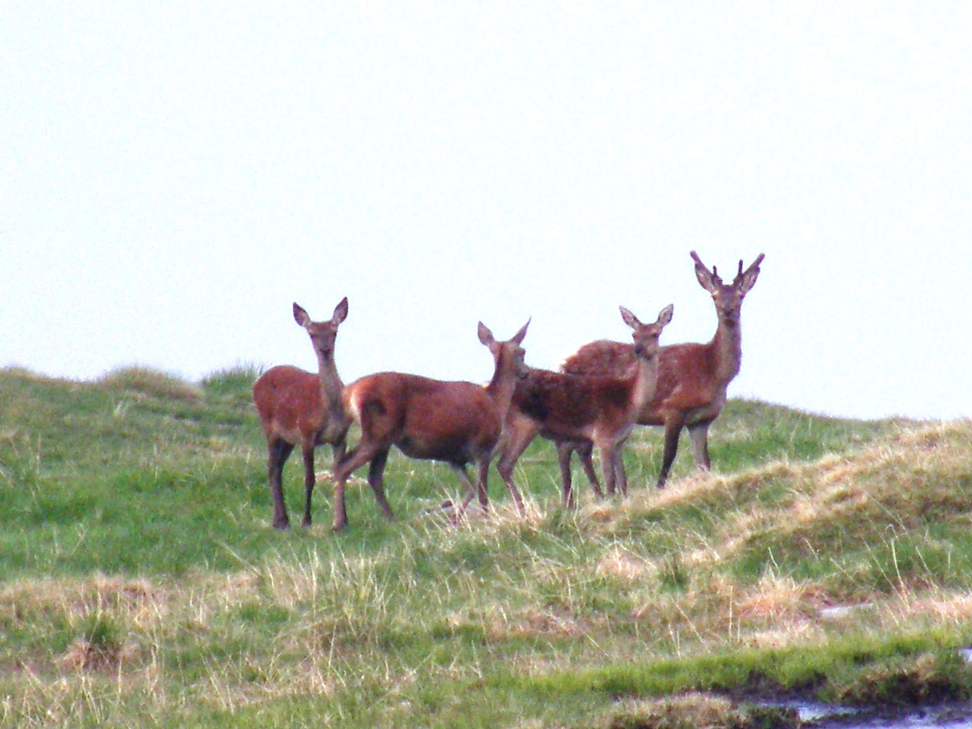 PASSIONE PER IL CERVO